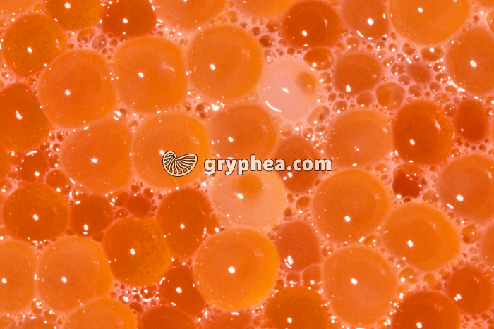 Truite - Mélange des ovules avec des spermatozoïdes  - gryphea.com